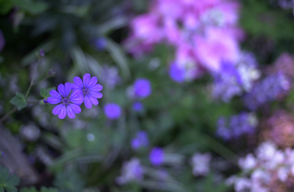 春の花’１３＾ー１５