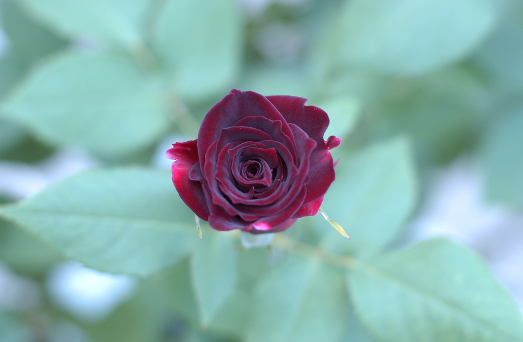 花フェスタ　２０１２−５