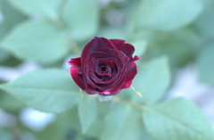 花フェスタ　２０１２−５