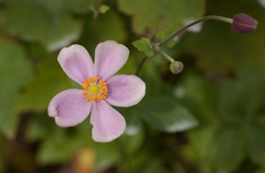 花フェスタ　秋５