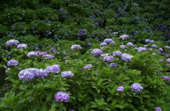 みのかもの森８