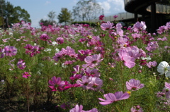 木曽三川公園　６