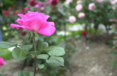 ピンクの薔薇