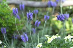 春日井植物園９