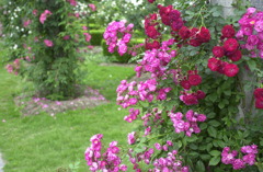 花フェスタ　４２