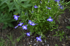 花フェスタ　１９