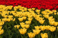 なばなの里　７