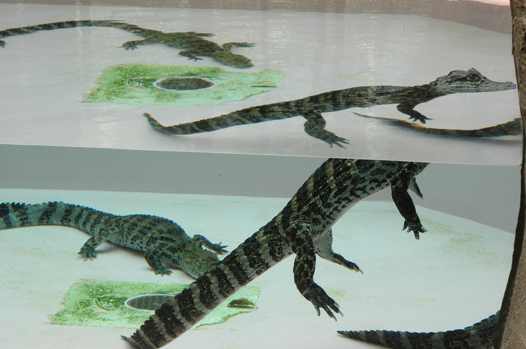 バナナワニ　２