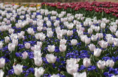 なばなの里　９