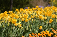 なばなの里　２３