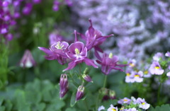 春日井植物園７