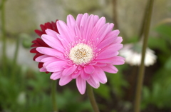 花フェスタ　２０１２−２１