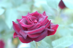 花フェスタ　２０１２−６