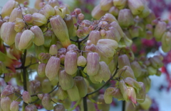 花フェスタ　２０１２−２８