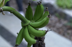 花フェスタ公園１２