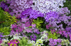 春日井植物園１