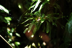 東山植物園１１