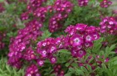 花フェスタ　１７