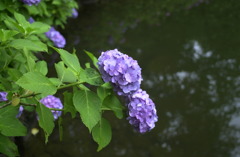 みのかもの森２