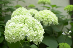 花フェスタ　２３