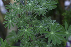 春日井植物園１４