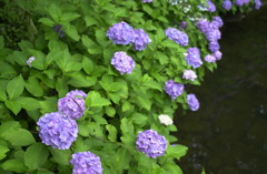 みのかもの森１