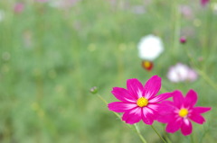 コスモス３