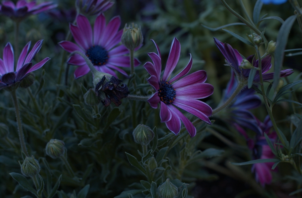 花フェスタ　２０１２−３１