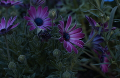 花フェスタ　２０１２−３１