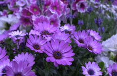 春の花’１３＾ー６