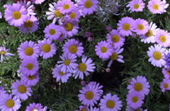 春の花’１３＾ー８