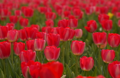 チューリップ　２６