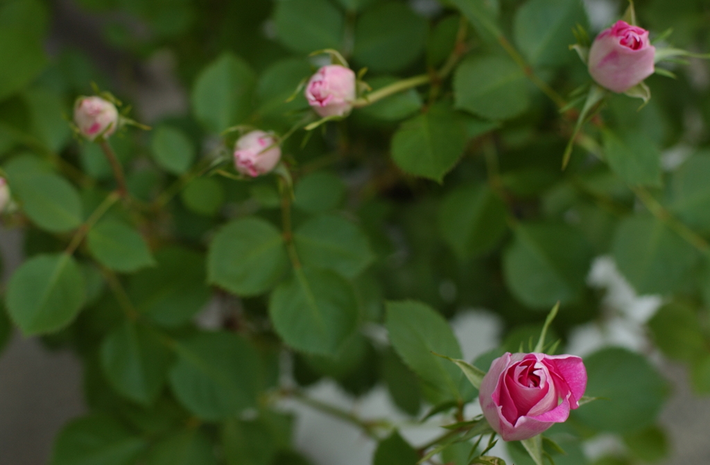 花フェスタ　２０１２−１２