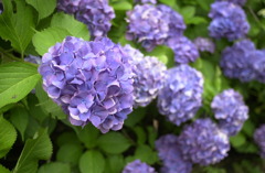 みのかもの森２０