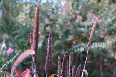 もりコロパーク２