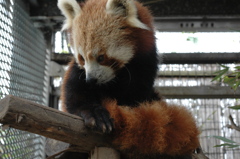 バナナワニ　３