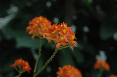 バナナワニ　３１