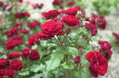 花フェスタ　４５