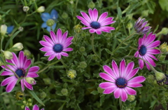 花フェスタ　２０１２−２７