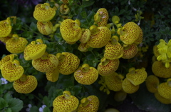 春の花’１３＾ー１