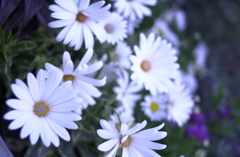 春の花’１３＾ー３