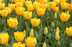 チューリップ　５