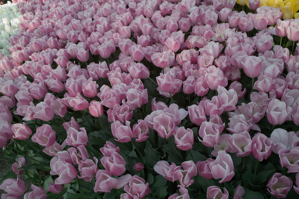 2013DP1-7