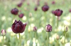 チューリップ　１