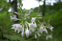 みのかもの森１３