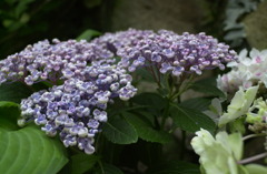 あじさい２