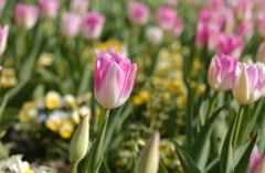 なばなの里　１２