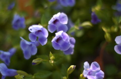 なばなの里　秋１９