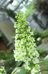 花フェスタ　２１