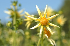 なばなの里　秋８